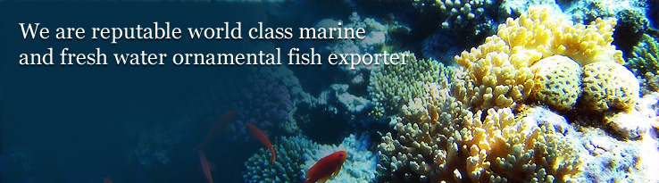 We are reputable world class marine and fresh water ornamental fish exporter